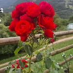 Il Borghetto Di Pedevilla Casa In Montagna